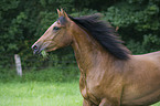 Andalusier Portrait