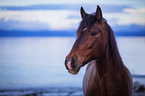 Andalusier Portrait