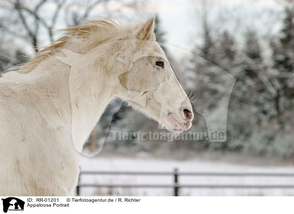 Appaloosa Portrait / Appaloosa Portrait / RR-01201