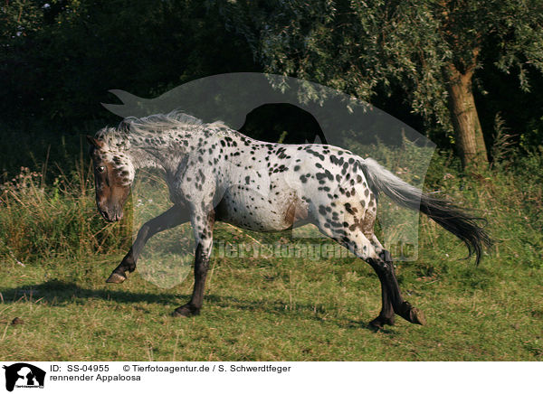rennender Appaloosa / SS-04955