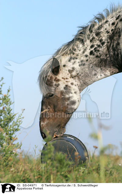 Appaloosa Portrait / Appaloosa Portrait / SS-04971