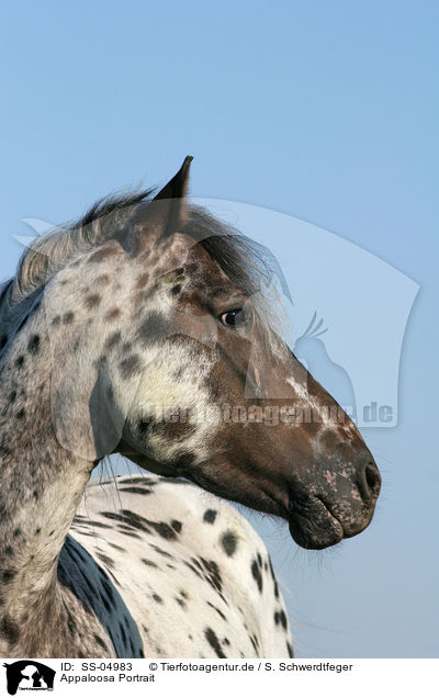 Appaloosa Portrait / Appaloosa Portrait / SS-04983