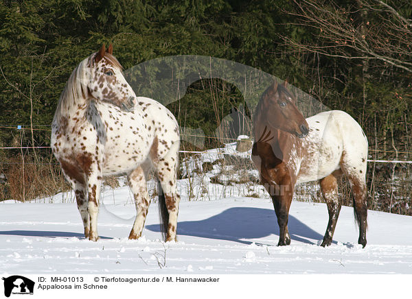 Appaloosa im Schnee / MH-01013