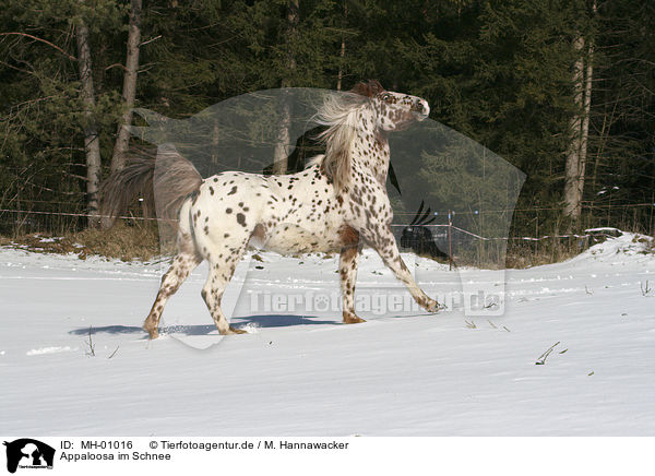 Appaloosa im Schnee / appaloosa in snow / MH-01016