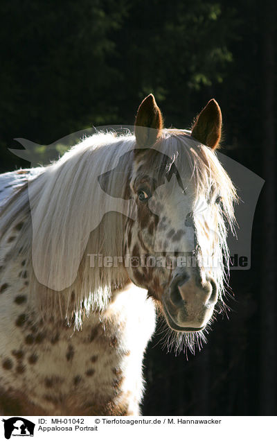 Appaloosa Portrait / Appaloosa Portrait / MH-01042