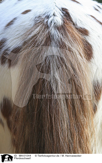 Pferdeschweif / horse backside / MH-01044