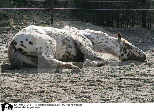 wlzender Appaloosa / wallowing Appaloosa / MH-01046