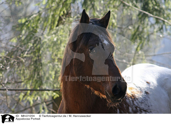 Appaloosa Portrait / Appaloosa Portrait / MH-01054