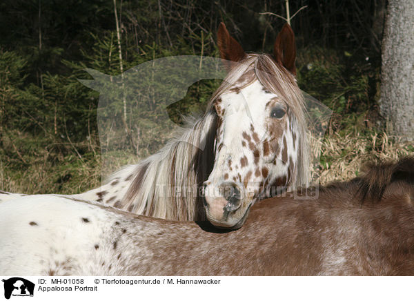 Appaloosa Portrait / Appaloosa Portrait / MH-01058