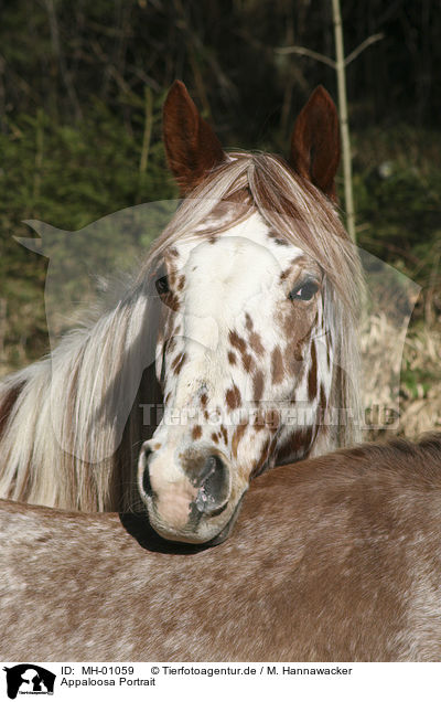 Appaloosa Portrait / Appaloosa Portrait / MH-01059