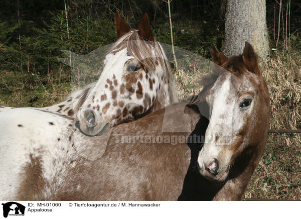 Appaloosa / Appaloosa / MH-01060