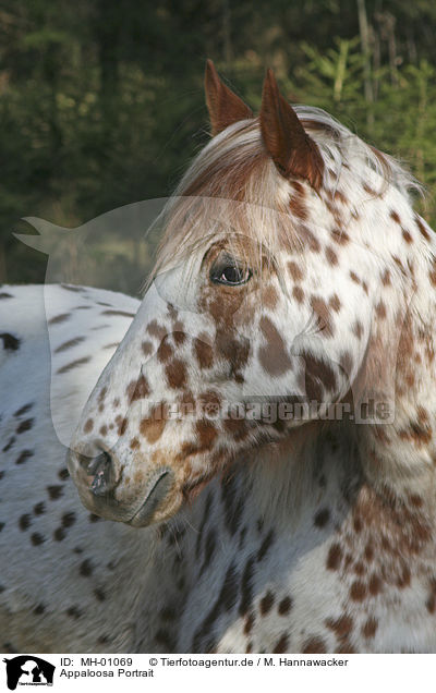 Appaloosa Portrait / Appaloosa Portrait / MH-01069