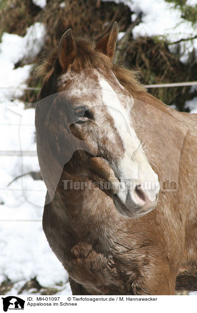 Appaloosa im Schnee / appaloosa in the snow / MH-01097