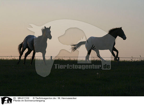 Pferde im Sonnenuntergang / horses in sundown / MH-01102