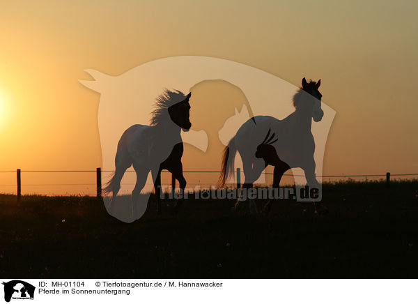 Pferde im Sonnenuntergang / horses in sundown / MH-01104
