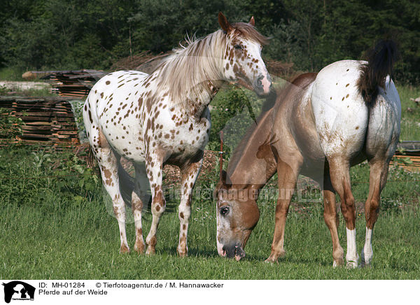 Pferde auf der Weide / horses on meadow / MH-01284