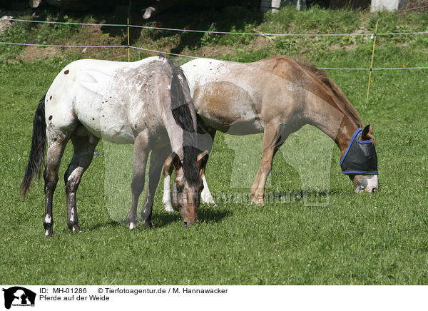 Pferde auf der Weide / horses on meadow / MH-01286