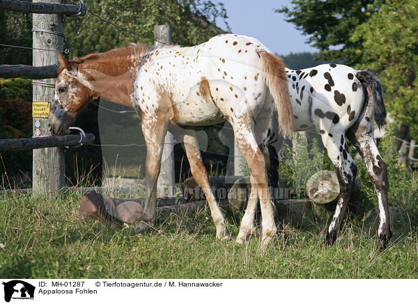 Appaloosa Fohlen / Appaloosa foal / MH-01287