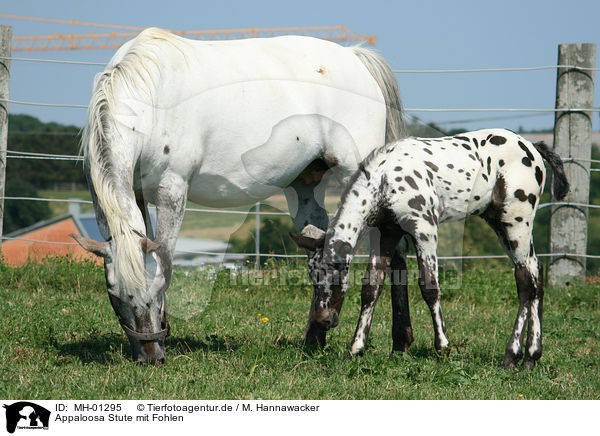 Appaloosa Stute mit Fohlen / Appaloosa mare with foal / MH-01295