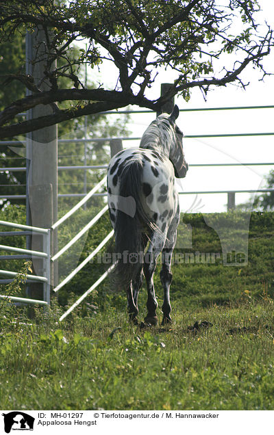 Appaloosa Hengst / Appaloosa stallion / MH-01297