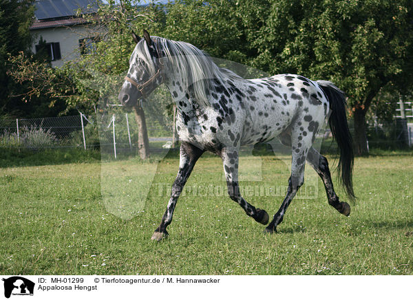 Appaloosa Hengst / Appaloosa stallion / MH-01299