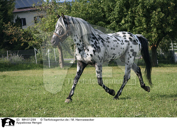 Appaloosa Hengst / MH-01299