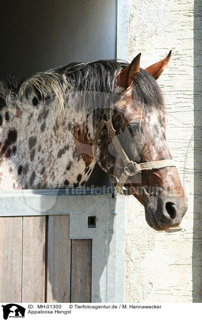 Appaloosa Hengst / Appaloosa stallion / MH-01300
