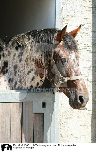 Appaloosa Hengst / MH-01300