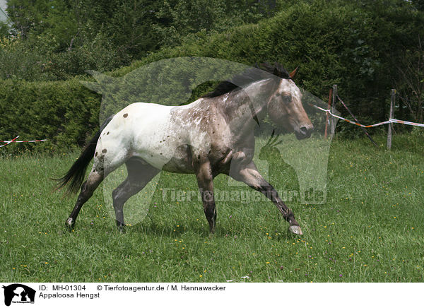 Appaloosa Hengst / Appaloosa stallion / MH-01304