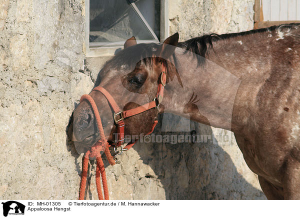 Appaloosa Hengst / Appaloosa stallion / MH-01305