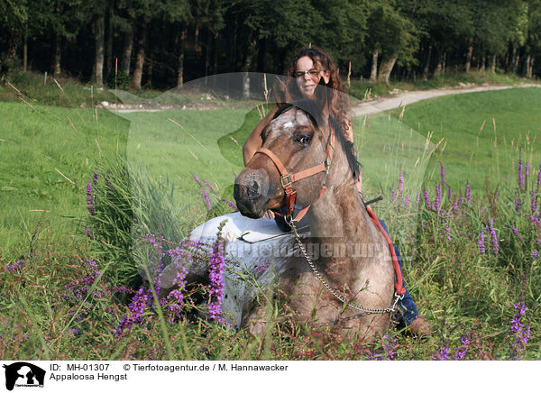 Appaloosa Hengst / Appaloosa stallion / MH-01307
