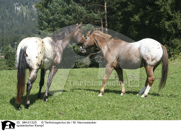 spielerischer Kampf / fighting horses / MH-01325
