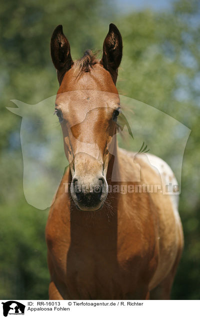Appaloosa Fohlen / Appaloosa foal / RR-16013