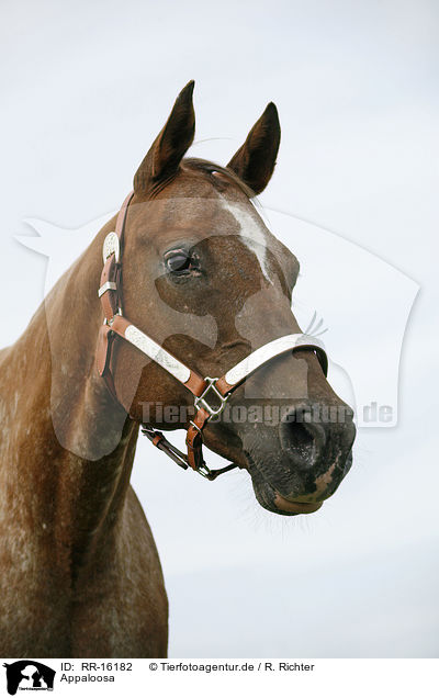 Appaloosa / Appaloosa / RR-16182
