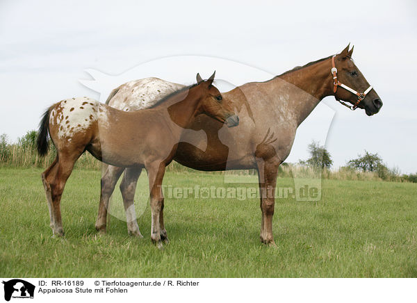 Appaloosa Stute mit Fohlen / RR-16189