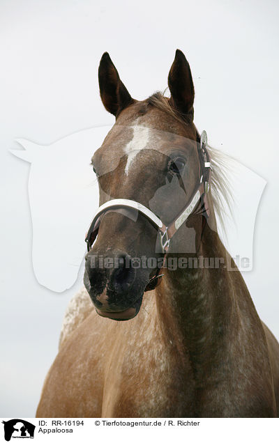 Appaloosa / Appaloosa / RR-16194
