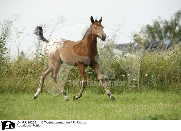 Appaloosa Fohlen / RR-16202