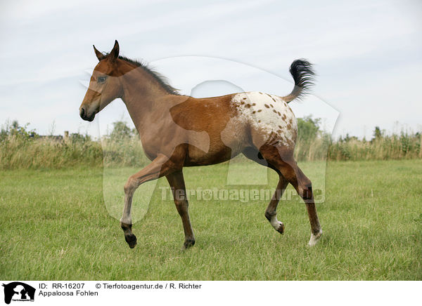 Appaloosa Fohlen / RR-16207