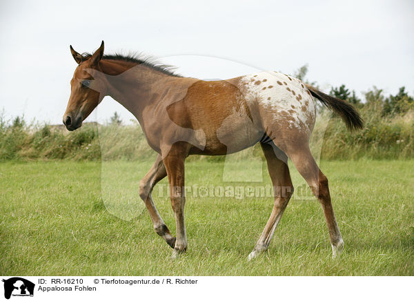 Appaloosa Fohlen / appaloosa foal / RR-16210