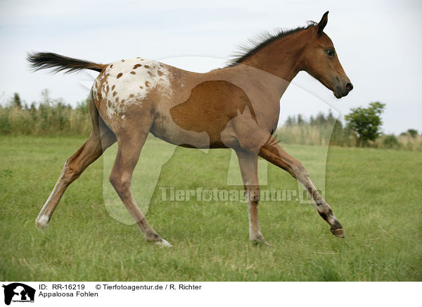 Appaloosa Fohlen / appaloosa foal / RR-16219