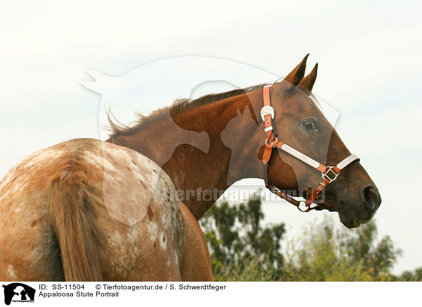Appaloosa Stute Portrait / Appaloosa horse Portrait / SS-11504