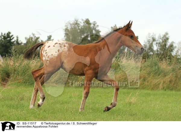 rennendes Appaloosa Fohlen / running Appaloosa foal / SS-11517