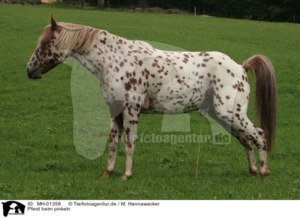 Pferd beim pinkeln / peeing horse / MH-01358