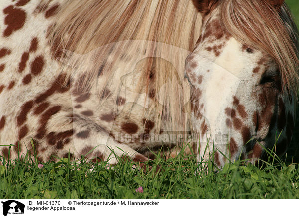liegender Appaloosa / lying Appaloosa / MH-01370