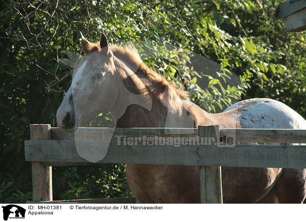 Appaloosa / Appaloosa / MH-01381