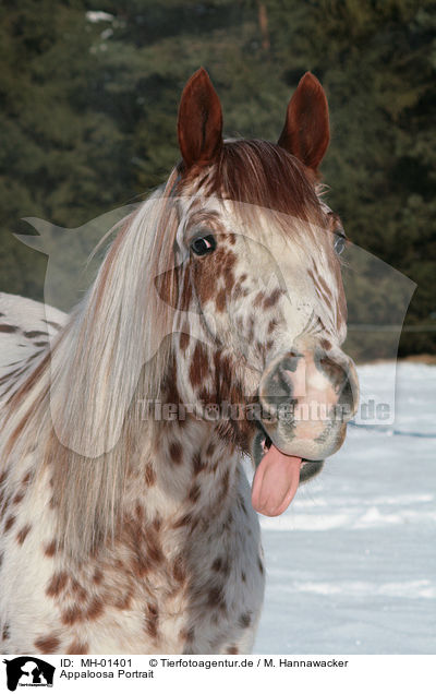 Appaloosa Portrait / MH-01401