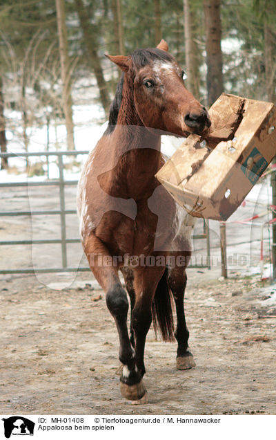 Appaloosa beim spielen / playing Appaloosa / MH-01408