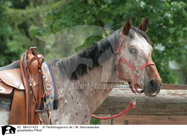 gesatteltes Pferd / saddled Appaloosa / MH-01453