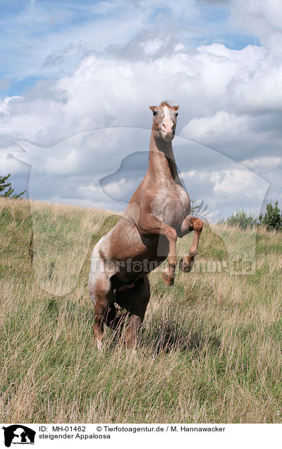 steigender Appaloosa / rearing appaloosa / MH-01462