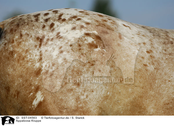 Appaloosa Kruppe / Appaloosa croup / SST-04563